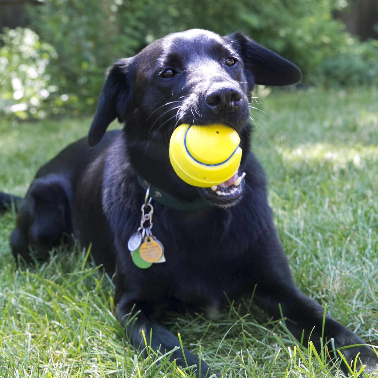 Jouet Balle 'Squeezz Tennis' - Kong