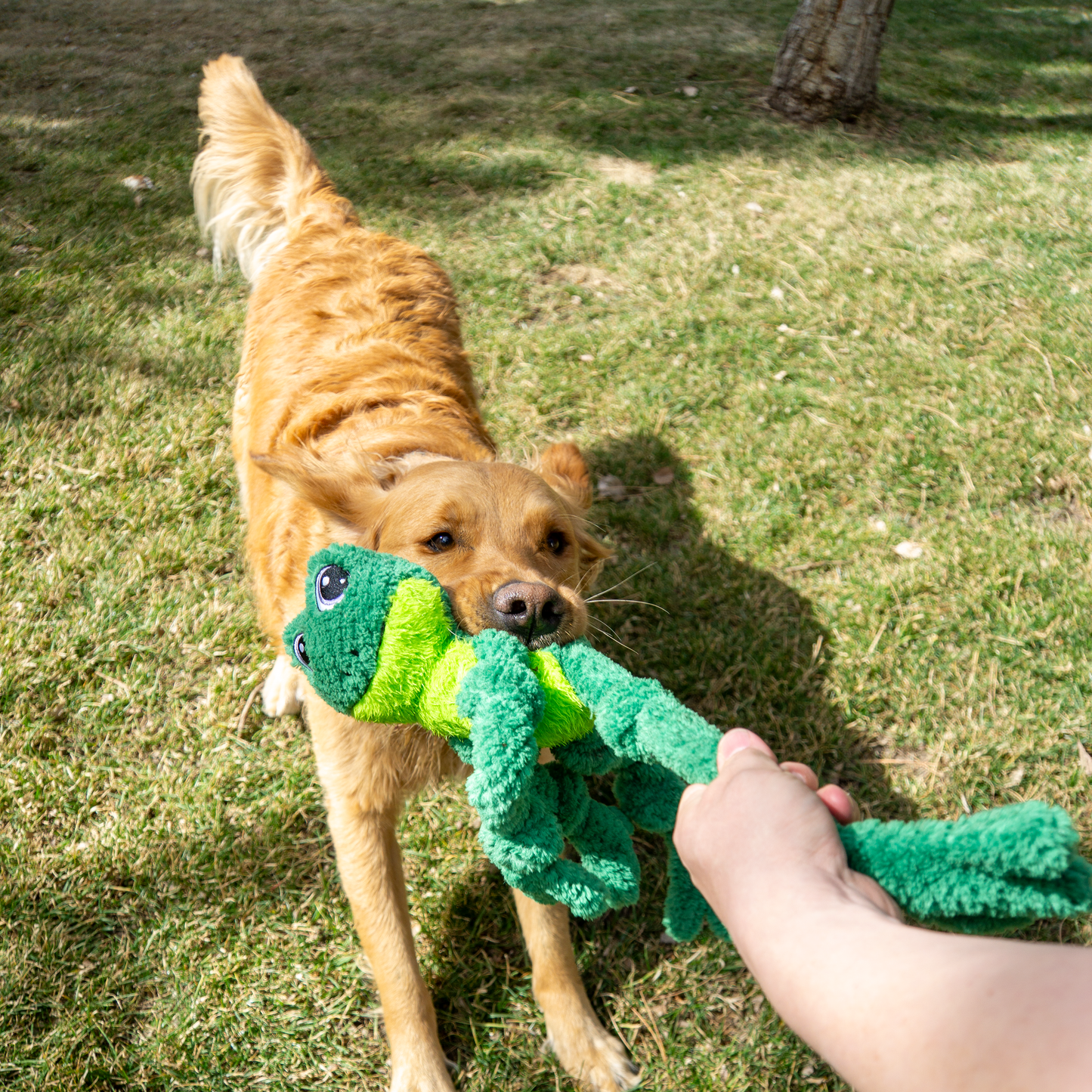 Jouet pour Chiens Grenouille 'Knots' - Kong