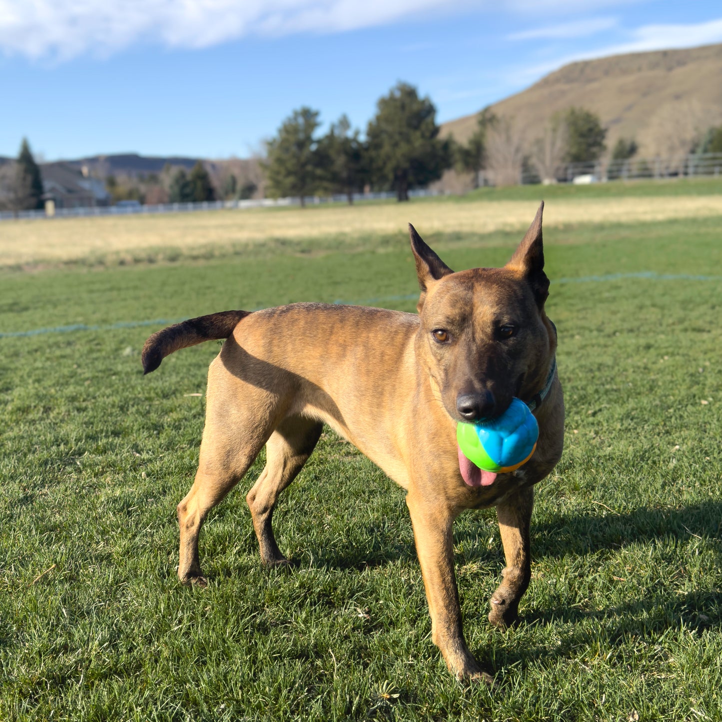 Jouet Pour Chien Balle ''High-Viz Twistz''- Kong