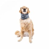 Cache-Cou Pour Chien Canada Pooch *tricot*