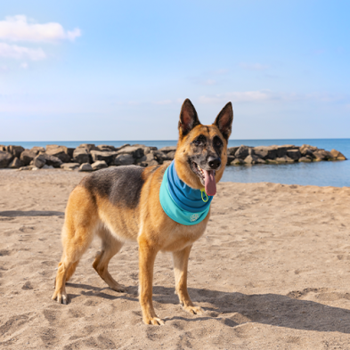 Cache-Cou refroidissant Canada Pooch Pour Chien