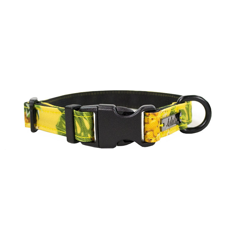 Collier Pour Chien Amarok