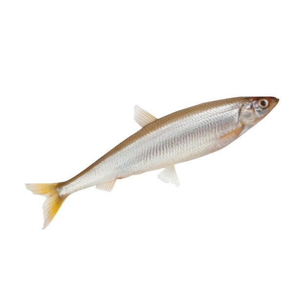 Sac D'Éperlans Congelées Gourmet 4 Pattes 250g * Cru *