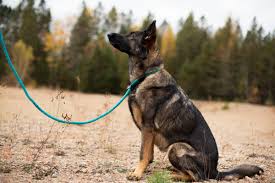Laisse D'Entrainement Pour Chien Amarok