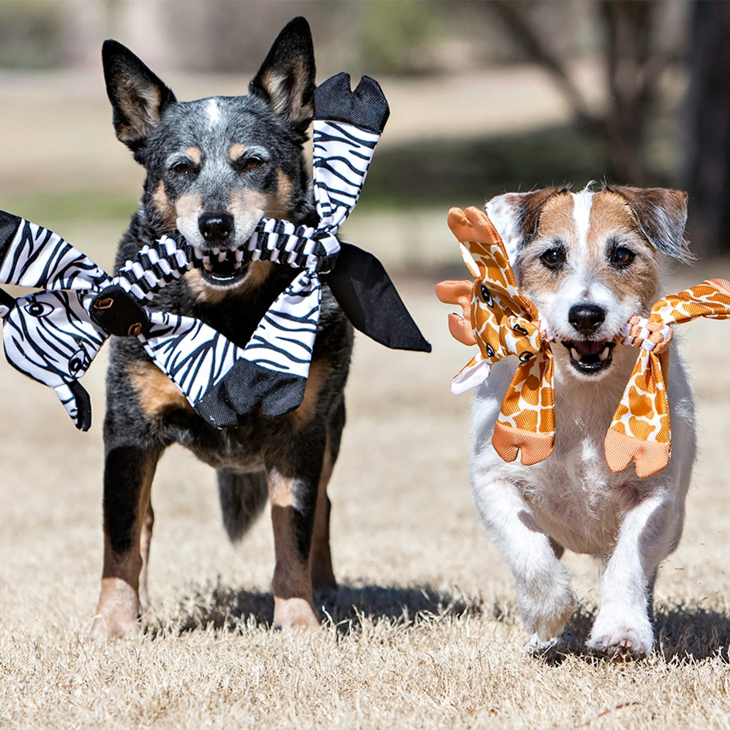 Jouet pour chien à tête plate avec corde en forme de zèbre