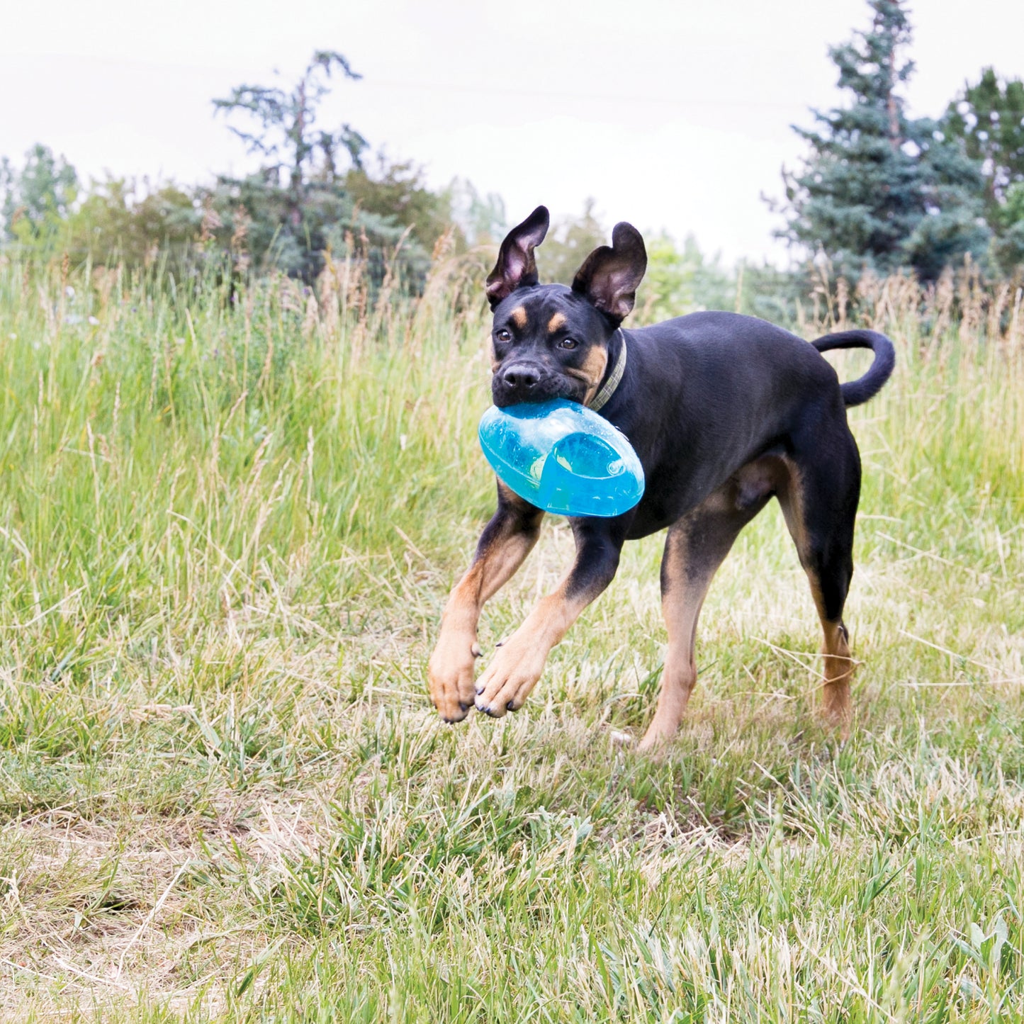Jouet Football (Kong jumbler)