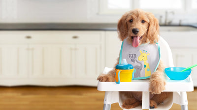 Nourriture Sèche Pour Chien Gold Chiot Grande Race - Fromm