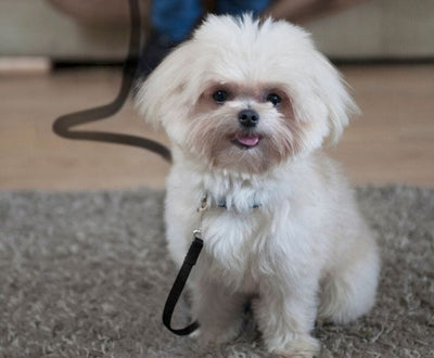 Laisse de Rappel 5 mètres