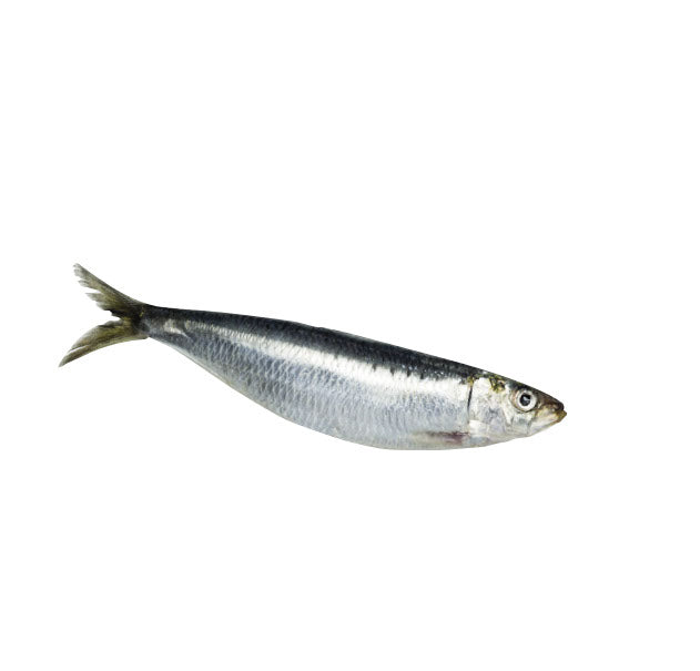 Sac De Sardines Congelées Gourmet 4 Pattes 1lbs * Cru *