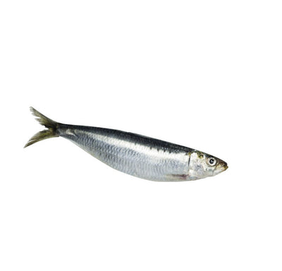 Sac De Sardines Congelées Gourmet 4 Pattes 1lbs * Cru *