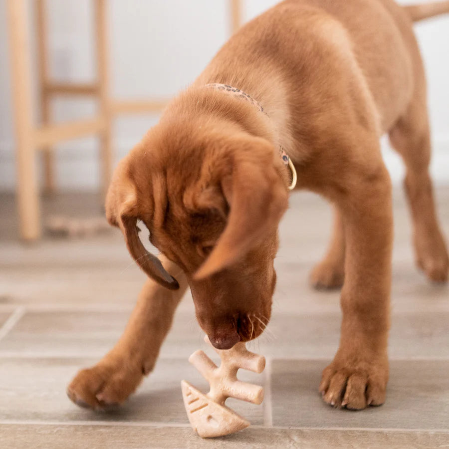 Ensemble de 2 jouets à mâcher pour chiot Poisson 'fishbone'  Benebone