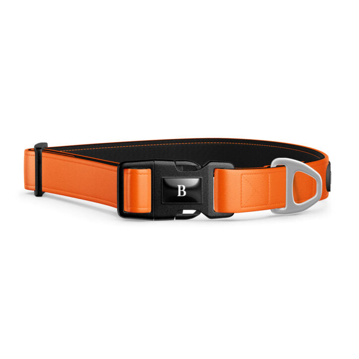 Bramstun - Collier Pour Chien