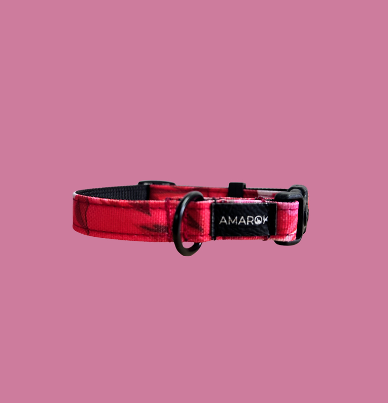 Collier Pour Chien Amarok