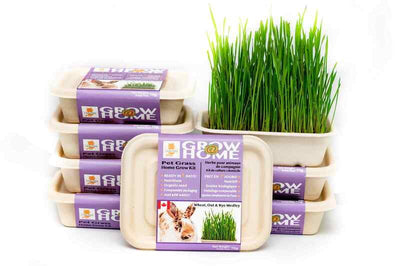 Kit d'herbe à faire pousser blé, avoine, seigle
