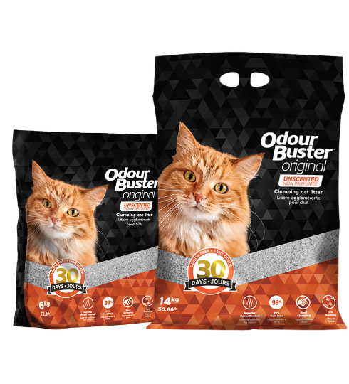 Litière Chat Odor Buster
