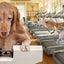 Nourriture Sèche Pour Chien Gold Maintien de Poids - Fromm